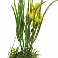 Floristik24 Narcis vo vaječnej škrupine na zavesenie Umelá žltá 25cm