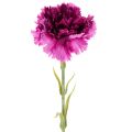 Floristik24 Umelý klinček, dvojfarebný, dlhá stonka 56 cm, kytica 8 kusov