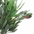 Floristik24 Umelá olivová ratolesť zelená 27 cm 7 prameňov