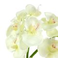 Floristik24 Orchidea krémovo-biela L57cm 6ks