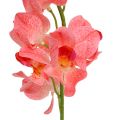 Floristik24 Orchidea Mokara Losos 50cm 6ks