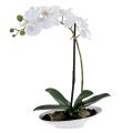 Floristik24 Orchidea Phalaenopsis v bielej miske H40cm