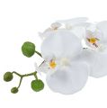 Floristik24 Orchidea Phalaenopsis v bielej miske H40cm