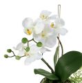 Floristik24 Orchidea Phalaenopsis na zavesenie H33cm Krémová