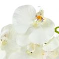 Floristik24 Orchidea biela umelá L73cm 4ks