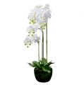 Floristik24 Orchidea biela so zemeguľou 110cm