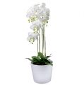 Floristik24 Orchidea biela so zemeguľou 110cm