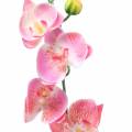 Floristik24 Orchidea Phalaenopsis umelá ružová 60cm