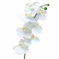 Floristik24 Orchidea biela 77cm
