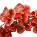Floristik24 Umelá orchidea Phaelaenopsis červená, oranžová H81cm