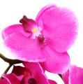 Floristik24 Orchidea Phalaenopsis ružová 75 cm