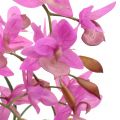 Floristik24 Orchidea v kvetináči fialová V55cm