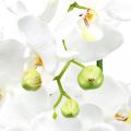 Floristik24 Umelé orchidey do kvetináča biele 80cm