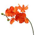 Floristik24 Vetva orchidey Oranžová 61cm