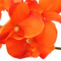 Floristik24 Vetva orchidey Oranžová 61cm
