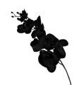 Floristik24 Orchidea čierna L80cm