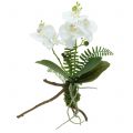 Floristik24 Orchidea biela s machovými guľôčkami a korienkami 36cm