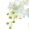 Floristik24 Orchidea biela na žiarovke 65cm