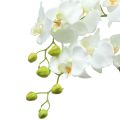 Floristik24 Orchidea biela na guli 118cm
