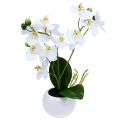 Floristik24 Orchidey v kvetináči 30 cm biele
