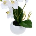 Floristik24 Orchidey v kvetináči 30 cm biele