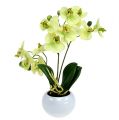 Floristik24 Orchidey v kvetináči Zelená H30cm