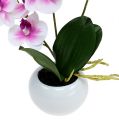 Floristik24 Orchidey v črepníku V30cm bielo-ružové