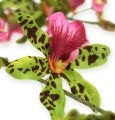 Floristik24 Vetva orchidey zelená/ružová 105cm