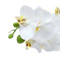Floristik24 Vetva orchidey biela L58cm