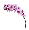 Floristik24 Konár orchidey bielo-ružový L58cm