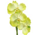 Floristik24 Orchidea s korienkami Svetlozelená L43cm