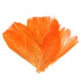 Floristik24 Palmové vlákno pastelovo oranžová 400gr
