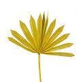 Floristik24 Palmspear Sun mini žltá 50ks