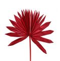Floristik24 Palmspear Sun mini červená 50ks
