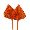 Floristik24 Palmspear mini pomaranč 100ks