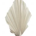 Floristik24 Palmspear Mini White Washed 100ks