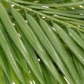 Umelá palmová ratolesť, umelá rastlina na aranžmány, 90 cm | Floristik24.sk