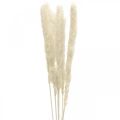 Floristik24 Krém zo sušenej pampovej trávy na sušenú kyticu 65-75cm 6ks