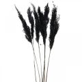 Floristik24 Pampas tráva čierna 65-75cm suchá tráva prírodná dekorácia 6 kusov