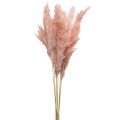 Floristik24 Pampová tráva sušená ružová suché kvetinárstvo 65-75cm 6ks v zväzku