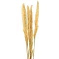 Floristik24 Pampas tráva sušená suchá tráva krémová suchá dekorácia 70cm 6ks