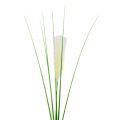 Floristik24 List trávy pampový krémovo-zelený V100cm
