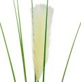 Floristik24 List trávy pampový krémovo-zelený V100cm