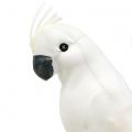 Floristik24 Papagáje s perím Biely umelý kakadu ozdobný vtáčik 4ks