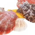 Floristik24 Hrebenatka, morská dekorácia, hrebenatky farebné V4,5–8cm 1kg