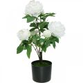 Floristik24 Paeonia umelá, pivonka v črepníku, ozdobná rastlina biele kvety V57cm