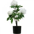 Floristik24 Paeonia umelá, pivonka v črepníku, ozdobná rastlina biele kvety V57cm