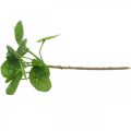 Floristik24 Peperomia Umelá zelená rastlina s listami 30cm