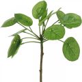 Floristik24 Peperomia Umelá zelená rastlina s listami 30cm