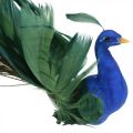 Floristik24 Rajka, páv na svorku, vtáčik z peria, ozdoba vtáčik modrá, zelená, farebná V8,5 L29cm